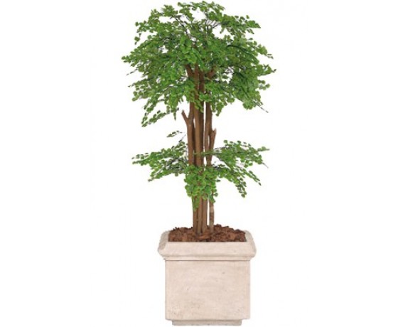 Maidenhair Fern Tree