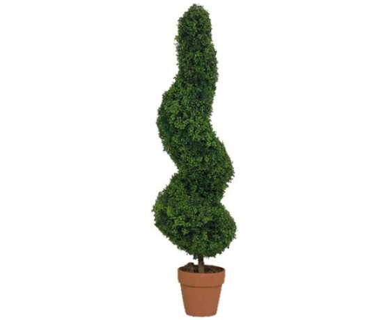 Spiral Boxwood